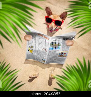 chihuahua  dog  buried in the sand at the beach on summer vacation holidays ,  wearing red sunglasses, reading a newspaper or magazine Stock Photo