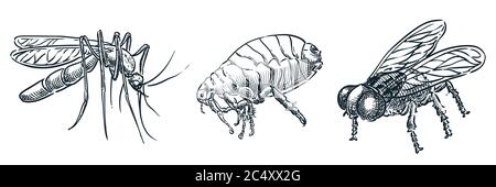 Bloodsucking insect parasites icons. Vector hand drawn sketch dangerous bugs illustration. Mosquito, louse, flea and fly, isolated on white background Stock Vector