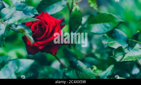 Close up of red rose. Beautiful flower with green leaves. Concept of nature background. Stock Photo