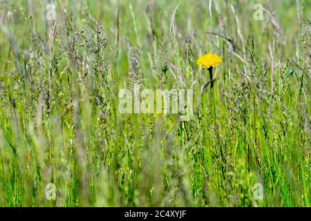 Common Hawkweed (hieracium vulgatum or hieraceum vulgatum), close up showing a single flower growing in long grass. Stock Photo
