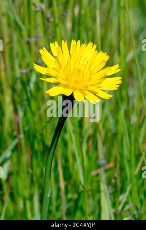 Common Hawkweed (hieracium vulgatum or hieraceum vulgatum), close up showing a single flower growing in the grass. Stock Photo