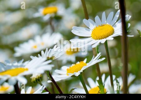 Ox-eye Daisy (leucanthemum vulgare or chrysanthemum leucanthemum), also Marguerite or Dog Daisy, close up of several flowers. Stock Photo