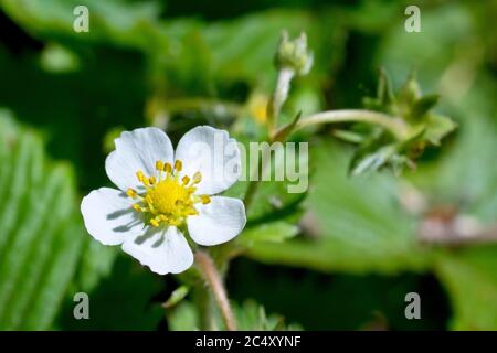 Wild Strawberry (fragaria vesca), close up of a single flower isolated against an out of focus background. Stock Photo