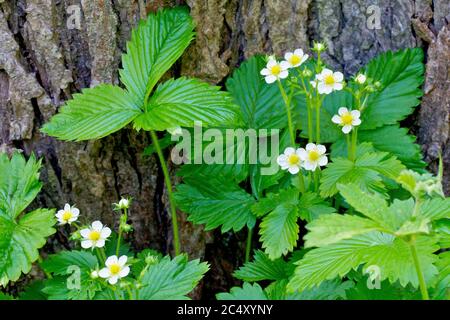 Wild Strawberry (fragaria vesca), close up of several flowering plants growing at the base of a tree. Stock Photo
