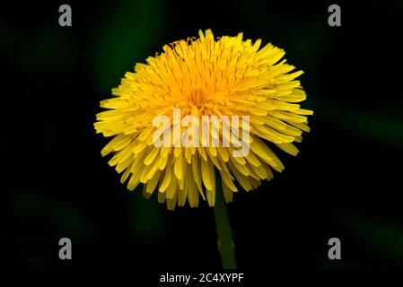 A wild yellow dandelion wildflower head on a dark background Stock Photo