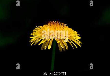 A side view of a wild dandelion head on a dark background Stock Photo