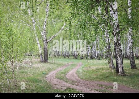 Forest road in the spring birch forest. Spring landscape. Stock Photo