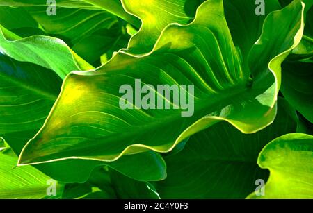 green arum lily leaves in english garden, norfolk, england Stock Photo