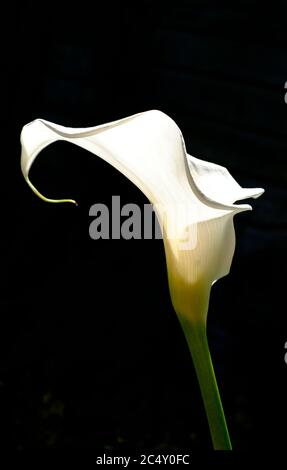 white arum lily on black background Stock Photo