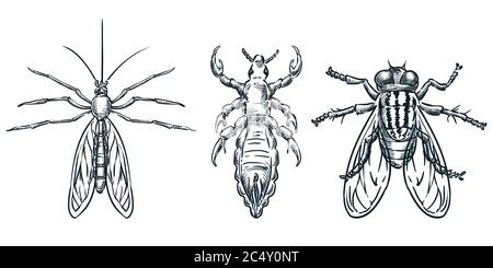 Bloodsucking insect parasites icons. Vector hand drawn sketch illustration. Top view bugs. Mosquito, louse, flea and fly, isolated on white background Stock Vector
