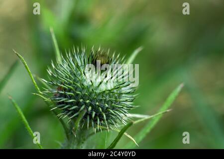 Prickly flower bud of a thistle against a blurred green background with copy space, close up shot, selected focus, narrow depth of field Stock Photo