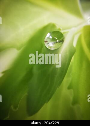 a drop of water on a green leaf. Macro photography Stock Photo