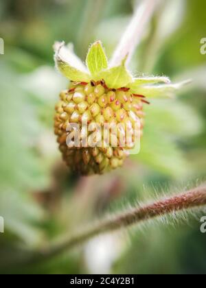 tiny strawberry growing. close-up. Macro photography Stock Photo