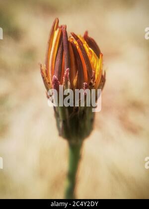 dry dandelion in clos-up. Macro photography Stock Photo