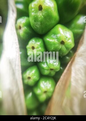 weird green beans from plant. Macro photography Stock Photo