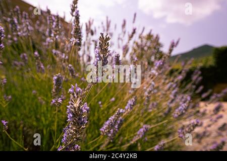 Close up background of lavender flowers field. Close up backgrounds of blooming Stock Photo