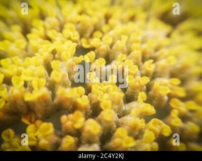 Achillea Clypeolata Stock Photo Alamy