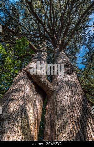Looking up at the sunlight showing through the leaves of a tall tree Stock Photo