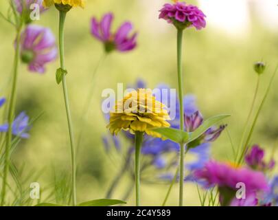 colorful zinnia blossoms with beautiful green blurred bokeh background in summer season Stock Photo