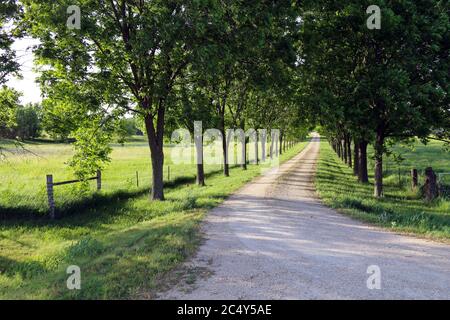 a beautiful tree lined dirt driveway leading through a lush meadow Stock Photo