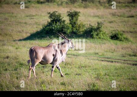 The Eland, the largest antelope, in a meadow in the Kenyan savanna Stock Photo