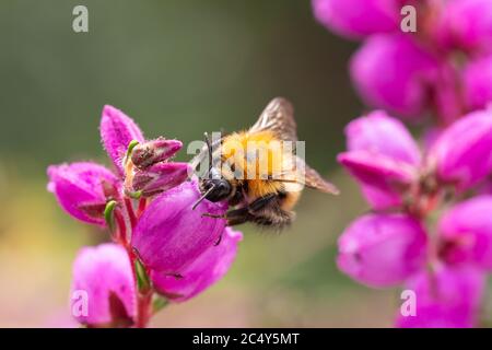 close up of a bumble bee on erica blossom with beautiful blurred bokeh background; save the bees pesticide free biodiversity concept Stock Photo