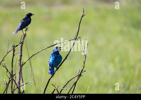 A local Kenyan birds in colorful colors sit on the branches of a tree Stock Photo