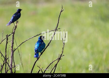 A local Kenyan birds in colorful colors sit on the branches of a tree Stock Photo