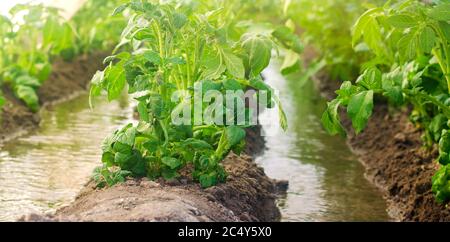 Irrigation and growing young potatoes in the field. Watering of agricultural crops. Farming and agriculture. Countryside. Close-up. Selective focus Stock Photo