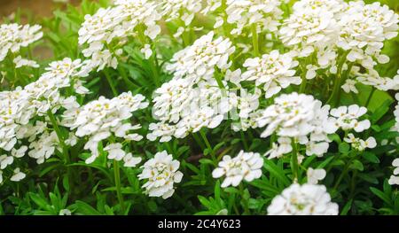 Beautiful white flowers Iberis ( candytuft ) in a sunny garden. Spring flower. Close-up. Soft selective focus Stock Photo