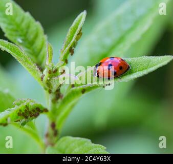 macro of a ladybug (coccinella magnifica) on verbena leafs eating aphids; pesticide free biological pest control through natural enemies; organic farm Stock Photo