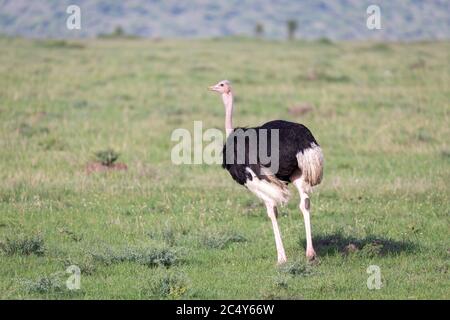 One ostrich bird is running in the grass Stock Photo