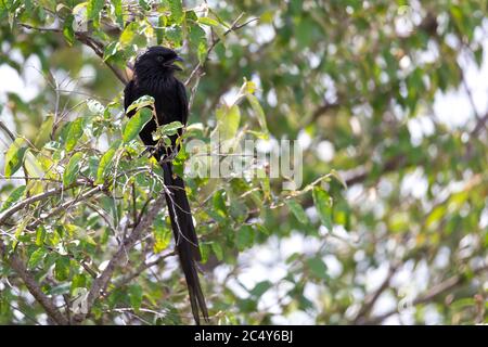 A local Kenyan birds in colorful colors sit on the branches of a tree Stock Photo