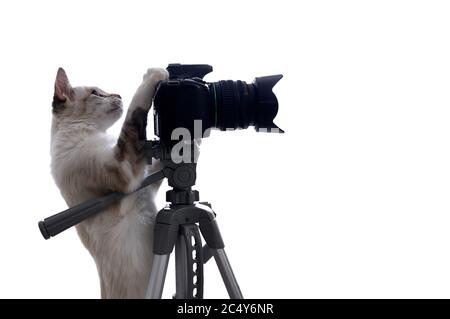 Funny beige cat is photographer with DSLR camera on tripod. Isolated on white background Stock Photo