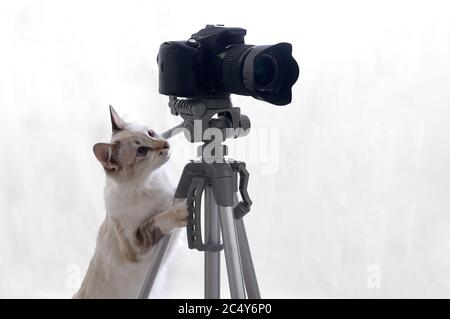 Funny beige cat is photographer with DSLR camera on tripod. Isolated on white background Stock Photo