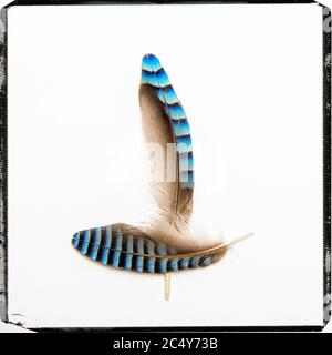 Close-up shot of feathers of jay isolated on a white background Stock Photo