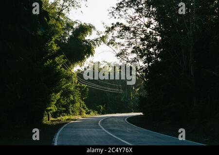 The morning sun leaks light through the trees upon a winding road. Stock Photo