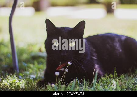 black cat with green eyes lying on the grass