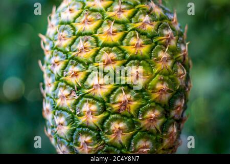 Closeup pineapple. Green outdoors bokeh background. Stock Photo