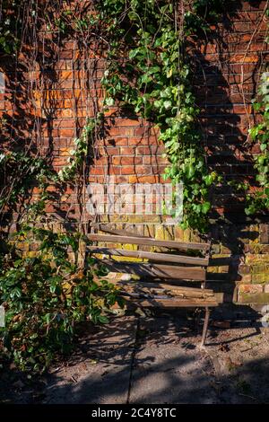 Old wooden broken bench by the brick wall covered with creeping plants Stock Photo