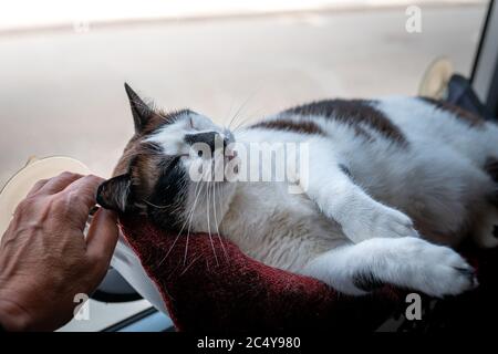 black and white cat lying by the window, enjoys the caresses of its owner Stock Photo