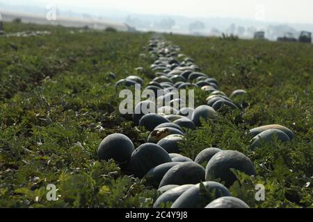 June 28, 2020: Jenin, Palestine. 28 June 2020. Farmers harvest watermelon in the Marj Bin Amer plain in the northern West Bank town of Jenin. The town of Jenin is built on the slopes of a hill and surrounded by many citrus and olive trees. It farms an abundance of fruits and vegetables and it was famous for its succulent watermelon known as Jadu'I. Jenin's farming potential has been adversely affected during the last decades by the constant Israeli occupation, the loss of land due to confiscation by the Israeli authorities, and the construction of the separation wall (Credit Image: © Mohamme Stock Photo