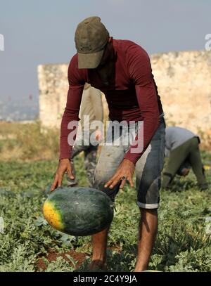 June 28, 2020: Jenin, Palestine. 28 June 2020. Farmers harvest watermelon in the Marj Bin Amer plain in the northern West Bank town of Jenin. The town of Jenin is built on the slopes of a hill and surrounded by many citrus and olive trees. It farms an abundance of fruits and vegetables and it was famous for its succulent watermelon known as Jadu'I. Jenin's farming potential has been adversely affected during the last decades by the constant Israeli occupation, the loss of land due to confiscation by the Israeli authorities, and the construction of the separation wall (Credit Image: © Mohamme Stock Photo