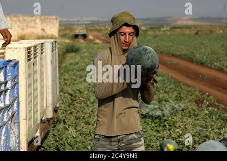 June 28, 2020: Jenin, Palestine. 28 June 2020. Farmers harvest watermelon in the Marj Bin Amer plain in the northern West Bank town of Jenin. The town of Jenin is built on the slopes of a hill and surrounded by many citrus and olive trees. It farms an abundance of fruits and vegetables and it was famous for its succulent watermelon known as Jadu'I. Jenin's farming potential has been adversely affected during the last decades by the constant Israeli occupation, the loss of land due to confiscation by the Israeli authorities, and the construction of the separation wall (Credit Image: © Mohamme Stock Photo