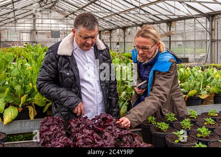 Star chef Loïc Le Bail (centre) and journalist Angela Berg (r.) examine dark red leafy plants in seedling trays with gardener Patrice Mallegol (l.) inside a greenhouse at the kitchen garden of Hotel Brittany & Spa near Roscoff in Brittany, France. Stock Photo