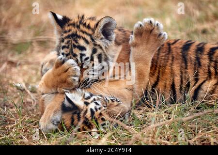 Cute little Tiger cubs playing in the grass. Stock Photo