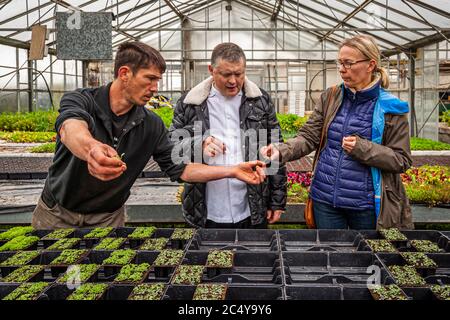 Gardener Patrice Mallegol (l.) invites star chef Loïc Le Bail (centre) and journalist Angela Berg (r.) to taste fresh herbs from seedling trays inside a greenhouse at the kitchen garden of Hotel Brittany & Spa near Roscoff in Brittany, France. Stock Photo