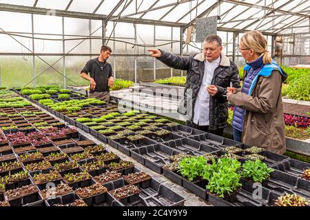 Star chef Loïc Le Bail (centre) shows journalist Angela Berg (r.) rows of seedlings in a greenhouse at the kitchen garden of Hotel Brittany & Spa near Roscoff in Brittany, France. In the background, possibly gardener Patrice Mallegol (l.) works at a nursery bench. Stock Photo