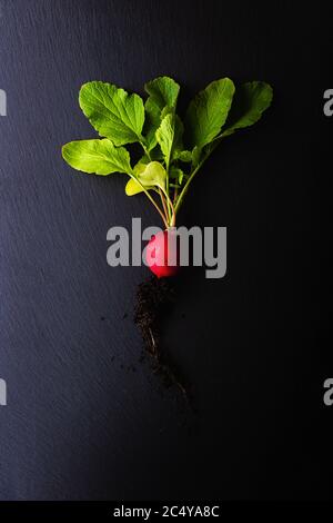 Top view of a red radish with roots and bright green leaves on a black slate plate. Concept of healthy, organic nutrition with fresh vegetables. Dark