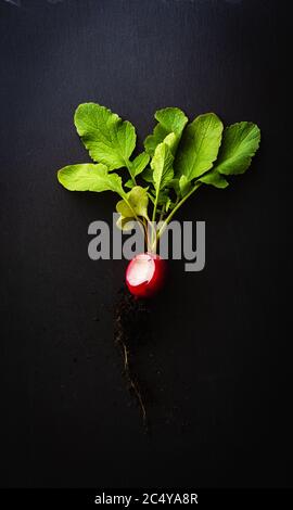 Top view of a bitten red radish with roots and green leaves on a black slate plate. Concept of healthy, organic nutrition with fresh vegetables. Dark